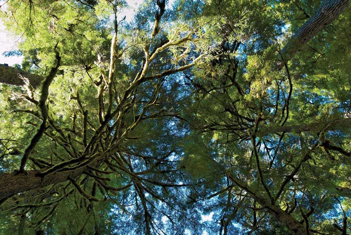 Stepping up for the Forests of the World