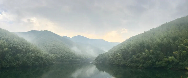 The difference bamboo makes to the air we breathe