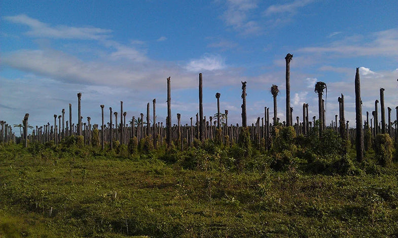 Keeping a good thing a good thing. The lessons from palm oil.