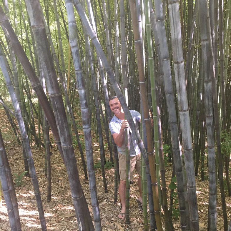 The Complete Guide To Growing Bamboo Plants