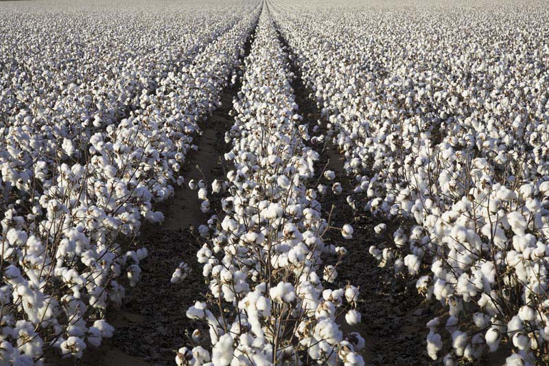 White Ripe Cotton Crop Plants Rows, Field Ready For Harvest